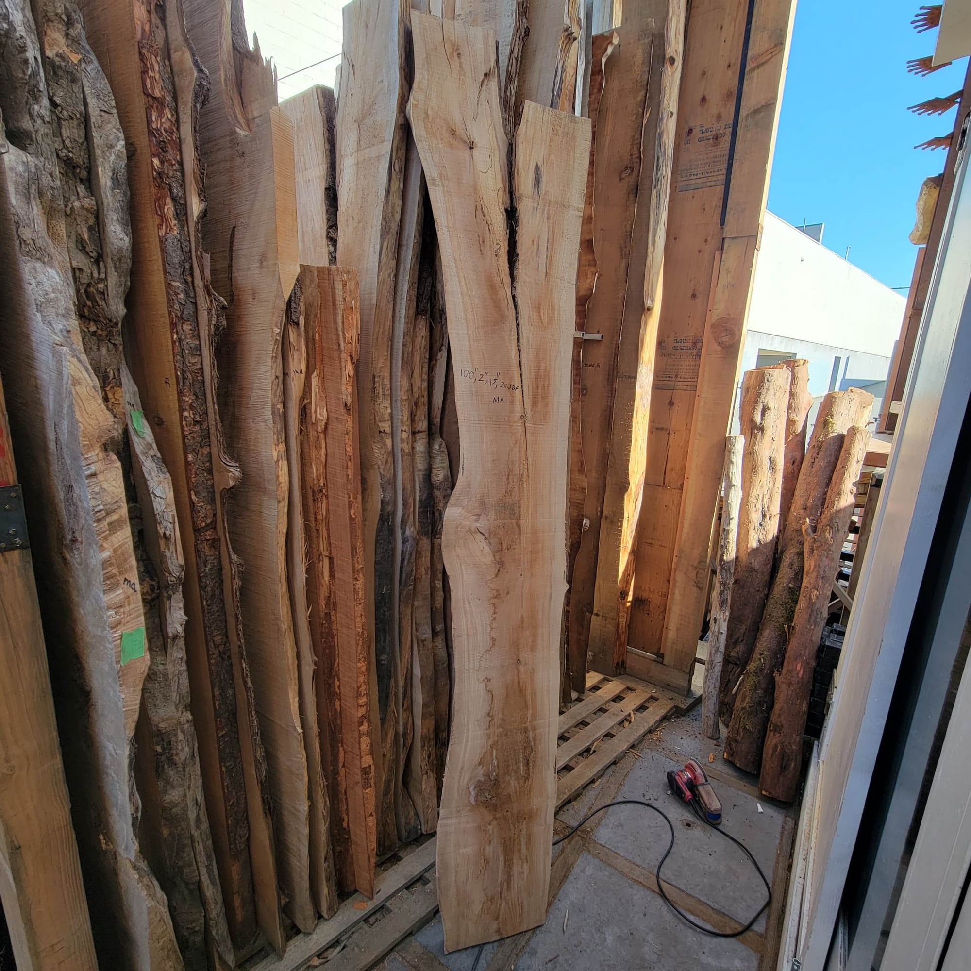 Big Leaf Maple